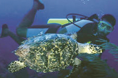 Grand Turk Scuba - Certified cruise excursion
